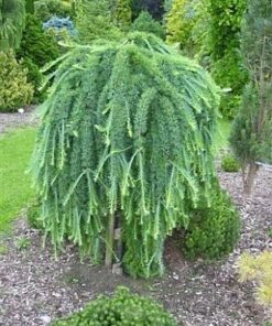 Europinis maumedis ‘Stiff Weeper’ / Larix kaempferi ‘Stiff Weeper’