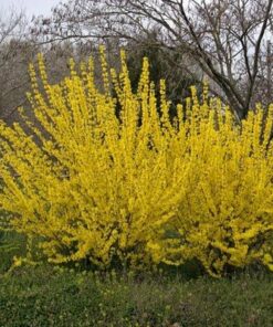 Alternative view of Tarpinė forsitija ‘Goldzauber’ / Forsythia x intermedia 'Goldzauber'