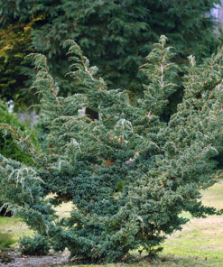 Alternative view of Žvynuotasis kadagys 'Meyeri‘ / Juniperus squamata 'Meyeri‘