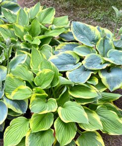 Alternative view of Melsvė / Hosta