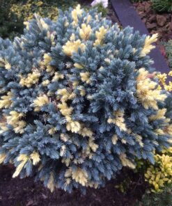 Alternative view of Žvynuotasis kadagys 'Floreant‘ / Juniperus squamata 'Floreant‘