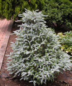 Korėjinis kėnis koreana 'Silberlocke‘ / Abies koreana 'Silberlocke‘