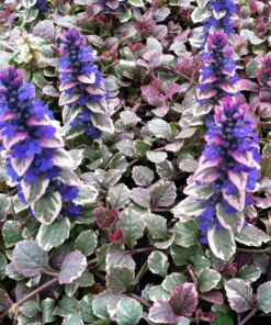Šliaužiančioji vaisgina 'Burgandy Glow‘ / Ajuga reptans 'Burgundy Glow'