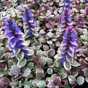 Šliaužiančioji vaisgina 'Burgandy Glow‘ / Ajuga reptans 'Burgundy Glow'