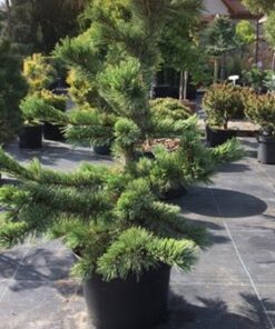Akuotoji pušis / Pinus aristata