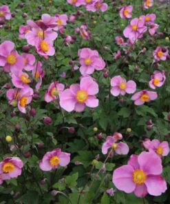 Japoninė plukė / Anemone japonica