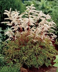 Šunpetrinis arunkas ‘Noble Spirit‘ / Aruncus aethusifolius ‘Noble Spirit‘