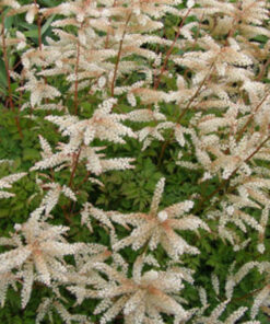 Alternative view of Šunpetrinis arunkas ‘Noble Spirit‘ / Aruncus aethusifolius ‘Noble Spirit‘