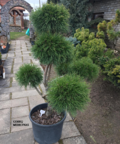Alternative view of Kalninės pušies bonsas 'Varella‘ / Bonsai Pinus mugo 'Varella‘ PARDUOTAS
