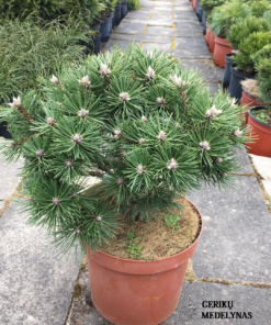 Juodoji pušis 'Globosa‘ / Pinus nigra 'Globosa‘