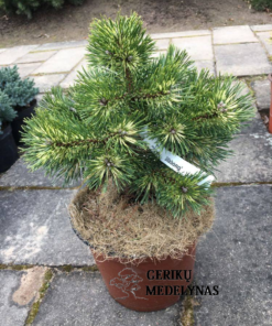 Kablelinė pušis  'Billabong' / Pinus uncinata 'Billabong'