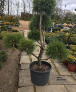 Kalninės pušies bonsas 'Varella‘ / Bonsai Pinus mugo 'Varella‘ PARDUOTAS