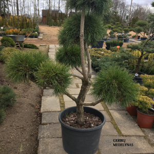 Kalninės pušies bonsas 'Varella‘ / Bonsai Pinus mugo 'Varella‘ PARDUOTAS