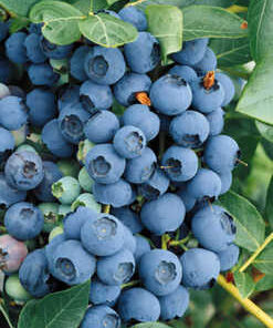Alternative view of Aukštoji šilauogė 'Earliblue‘ / Vaccinium corymbosum 'Earliblue‘