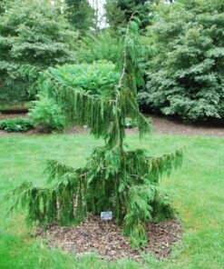 Nutkinis puskiparisis 'Pendula' / Chamaecyparis nootkatensis ‘Pendula'