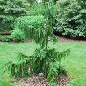 Nutkinis puskiparisis 'Pendula' / Chamaecyparis nootkatensis ‘Pendula'