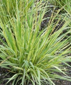 Melsvoji melvenė 'Variegata‘ / Molinia caerulea ‘Variegata’