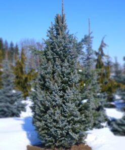 Alternative view of Dygioji eglė 'Iseli fastigiata‘ (Sidabrinė eglė) / Picea pungens 'Iseli Fastigiata‘