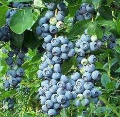 Aukštoji šilauogė 'Patriot‘ / Vaccinium corymbosum 'Patriot‘