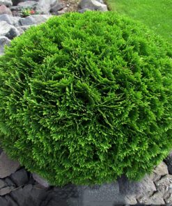 Vakarinė tuja 'Danica‘ / Thuja occidentalis 'Danica‘