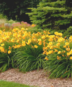 Alternative view of Hibridinė viendienė ‘Stella d'oro’ / Hemerocallis hybrida ‘Stella d'oro’