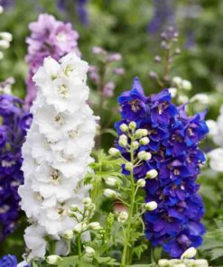 Pentinius (Šarkakojis) / Delphinium