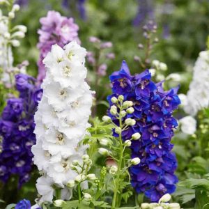 Pentinius (Šarkakojis) / Delphinium