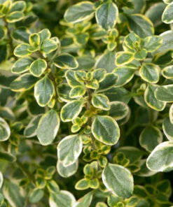 Alternative view of Citrininis čiobrelis / Thymus citriodorus