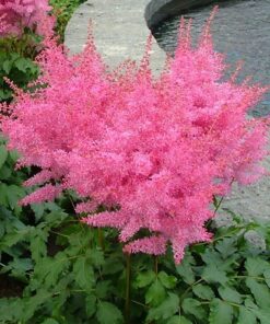 Alternative view of Astilbė / Astilbe arendsii