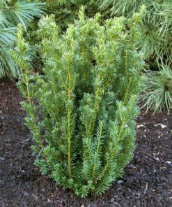 Europinis kukmedis 'Hillii‘ / Taxus baccata 'Hillii‘
