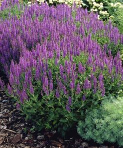 Alternative view of Gojinis šalavijas / Salvia nemorosa