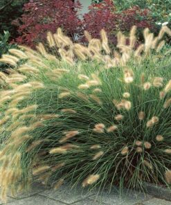 Plaukuotoji (pašiaušalinė) soruolė ‘Hameln’ / Pennisetum alopecuroides ‘Hameln’
