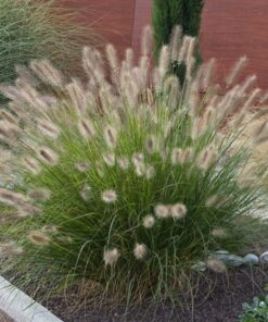 Alternative view of Plaukuotoji (pašiaušalinė) soruolė ‘Hameln’ / Pennisetum alopecuroides ‘Hameln’