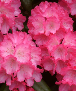 Alternative view of Rododendras 'Fantastica‘ / Rhododendron 'Fantastica‘