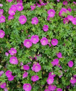 Raudonžiedis snaputis / Geranium sanguineum