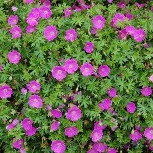 Raudonžiedis snaputis / Geranium sanguineum