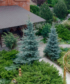 Alternative view of Dygioji eglė ‘Hoopsii’ (Sidabrinė eglė) / Picea pungens ‘Hoopsii’