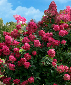 Šluotelinė hortenzija 'Wim's Red' / Hydrangea paniculata 'Wim's Red'