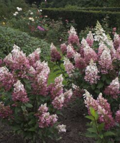 Šluotelinė hortenzija ‘Pinky Winky’ / Hydrangea paniculata ‘Pinky Winky’