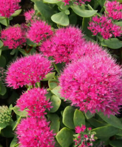 Puošnusis šilokas 'Brilliant‘ / Sedum spectabile 'Brilliant‘