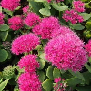 Puošnusis šilokas 'Brilliant‘ / Sedum spectabile 'Brilliant‘