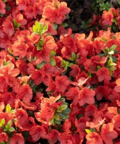 Japoninė azalija 'Geisha Orange' / Azalea japonica 'Geisha Orange‘