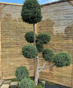 Alternative view of Kadagys virgininis 'Hetz' Nr.1 / Bonsai Juniperus virginiana 'Hetz' PARDUOTAS