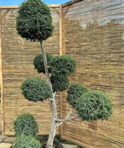 Kadagys virgininis 'Hetz' Nr.1 / Bonsai Juniperus virginiana 'Hetz' PARDUOTAS