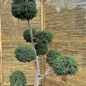 Kadagys virgininis 'Hetz' Nr.1 / Bonsai Juniperus virginiana 'Hetz' PARDUOTAS