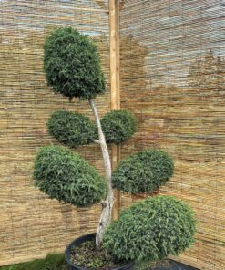 Kadagys virgininis 'Hetz' Nr.2 / Bonsai Juniperus virginiana 'Hetz' PARDUOTAS