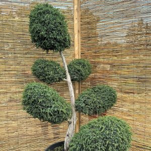 Kadagys virgininis 'Hetz' Nr.2 / Bonsai Juniperus virginiana 'Hetz' PARDUOTAS