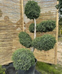 Alternative view of Kadagys virgininis 'Hetz' Nr.2 / Bonsai Juniperus virginiana 'Hetz' PARDUOTAS