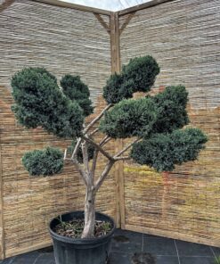 Kadagys žvynuotasis 'Meyeri' Nr.3 / Bonsai Juniperus squamata 'Meyeri' PARDUOTAS