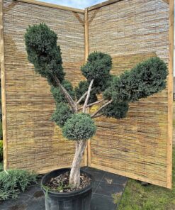 Alternative view of Kadagys žvynuotasis 'Meyeri' Nr.3 / Bonsai Juniperus squamata 'Meyeri' PARDUOTAS